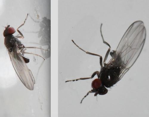 Drosophila subobscura